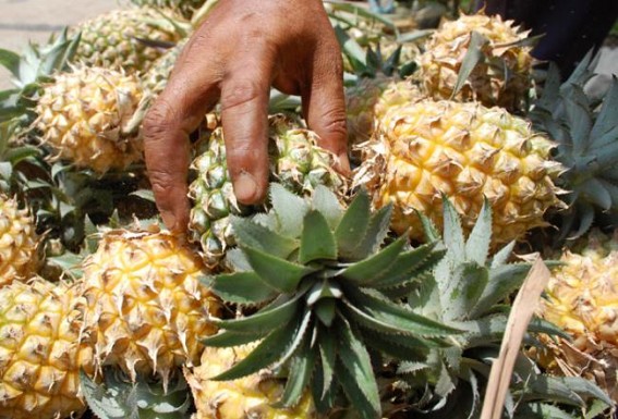 Worry intensifies among pineapple cultivators in Tripura
